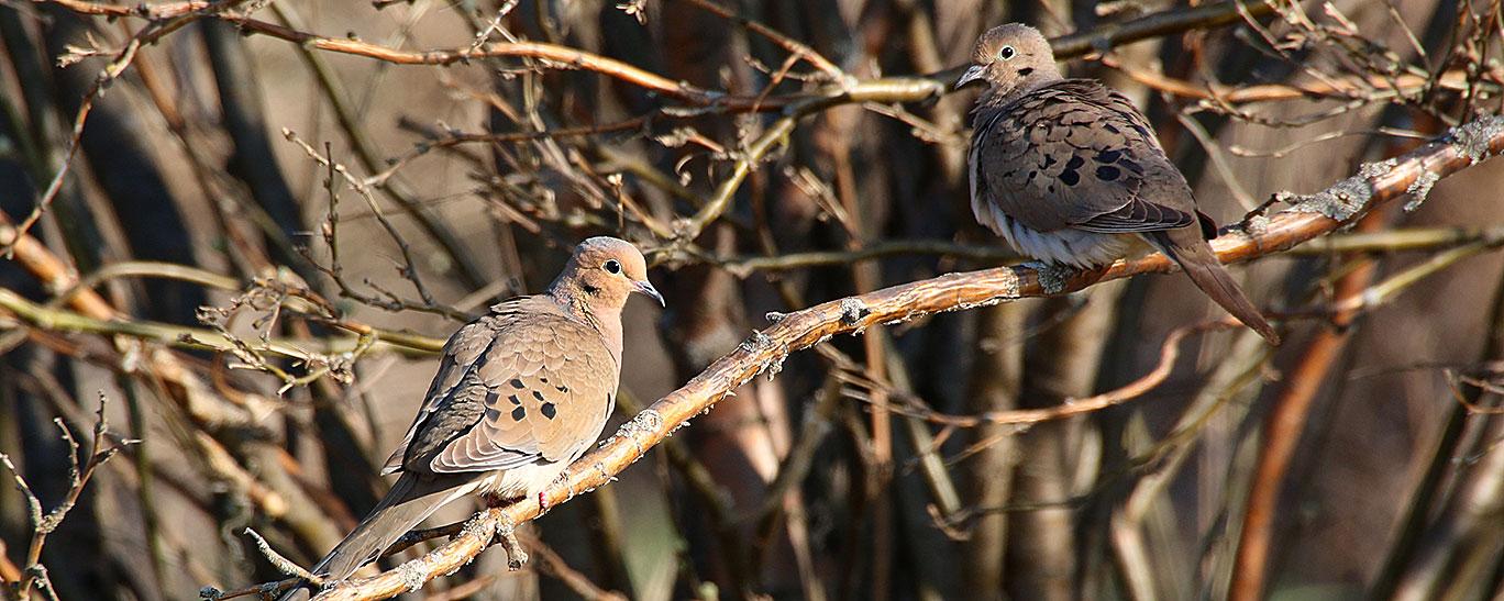 Doves North Dakota Game and Fish