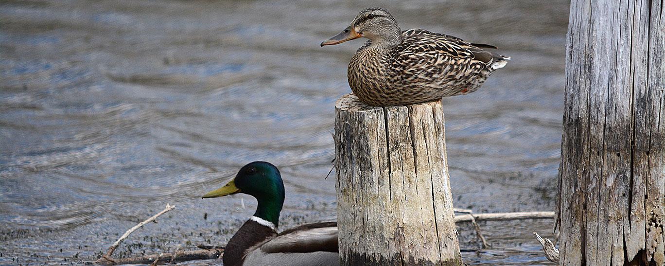 Mallard pair