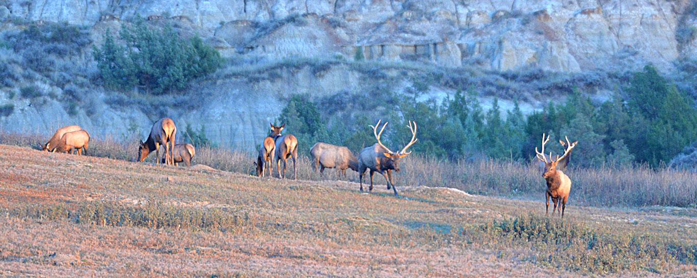 Elk Hunting North Dakota Game and Fish