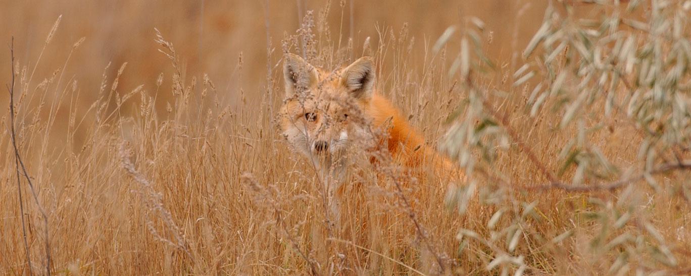 Red fox