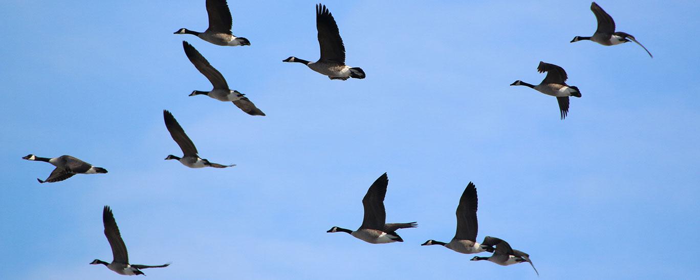 Canada Geese