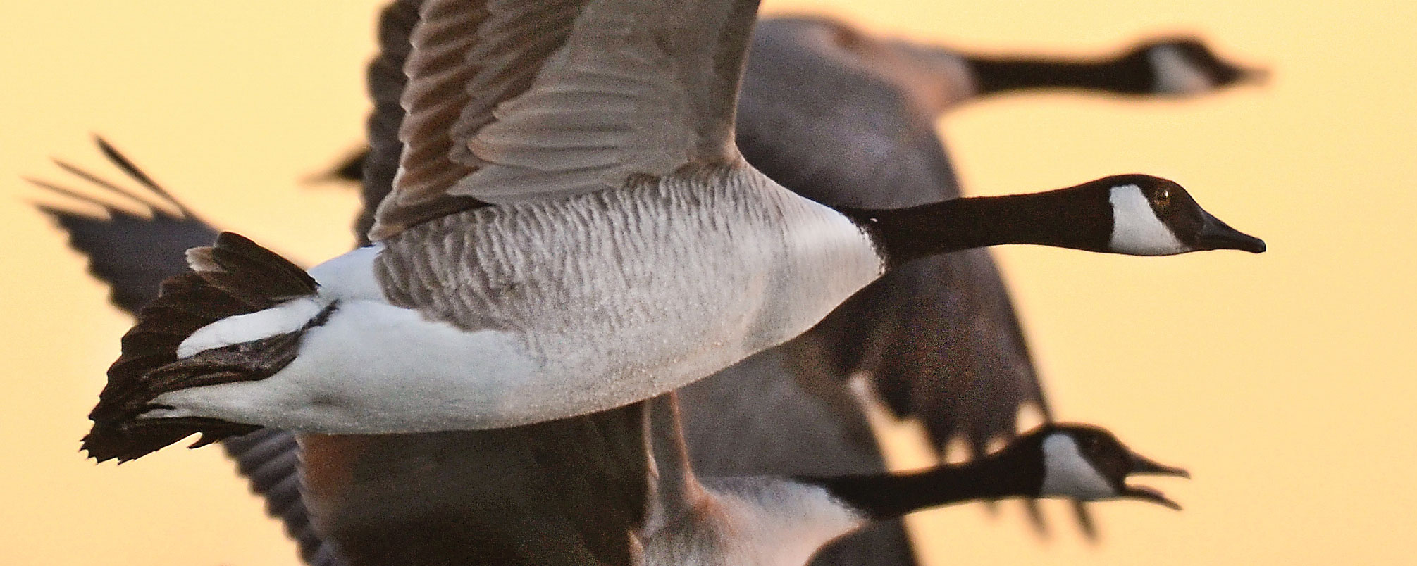 Devils Lake Nd >> Canada Goose Hunting Zones Revised | North Dakota Game and ... Devils Lake Nd >> Canada Goose Hunting Zones Revised | North Dakota Game and ...