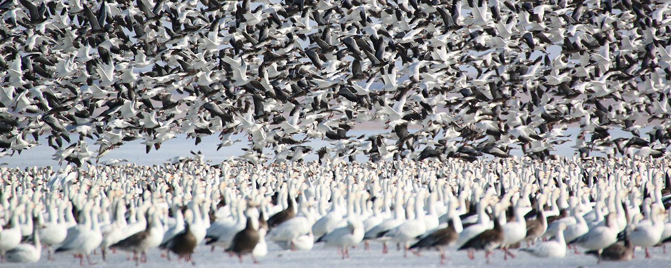 Spring light geese flock