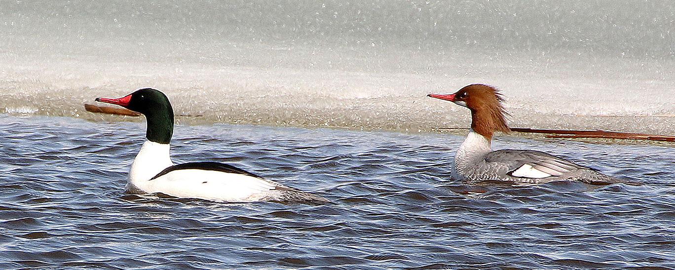 Common merganser pair