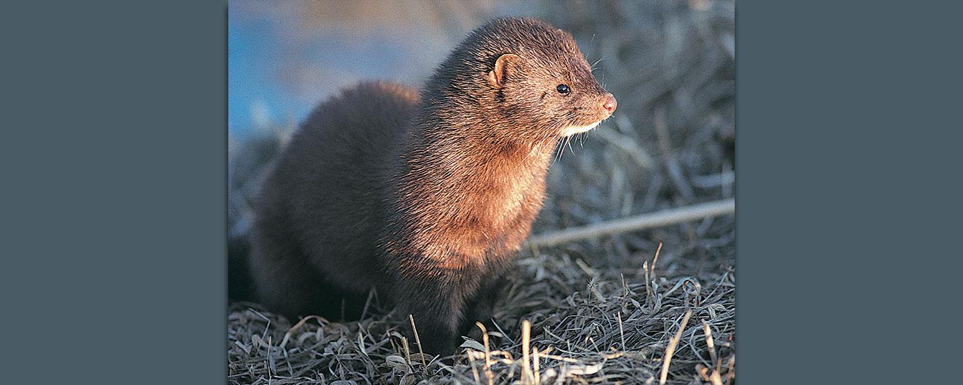 Mink