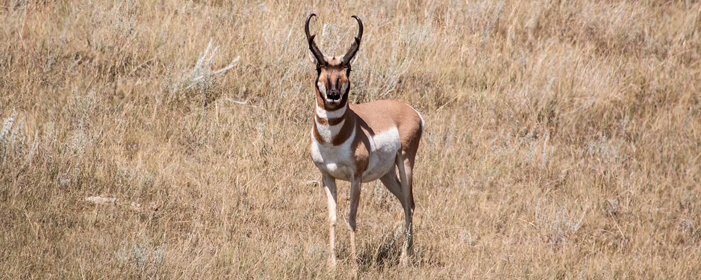 Pronghorn
