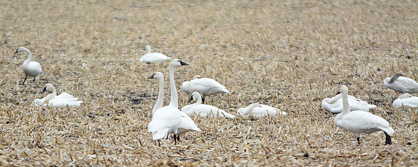 Tundra swans in field