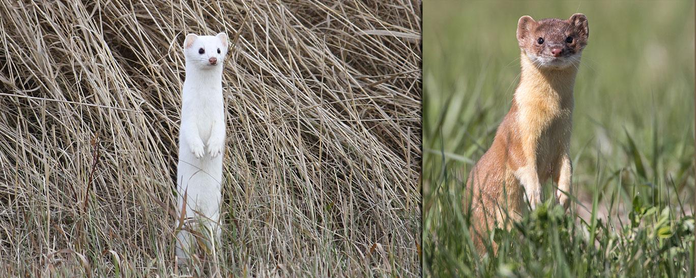 Weasels (winter, summer)