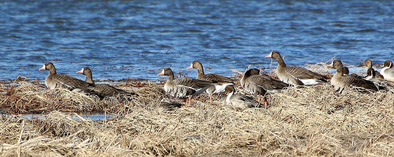 White-fronted geese by water