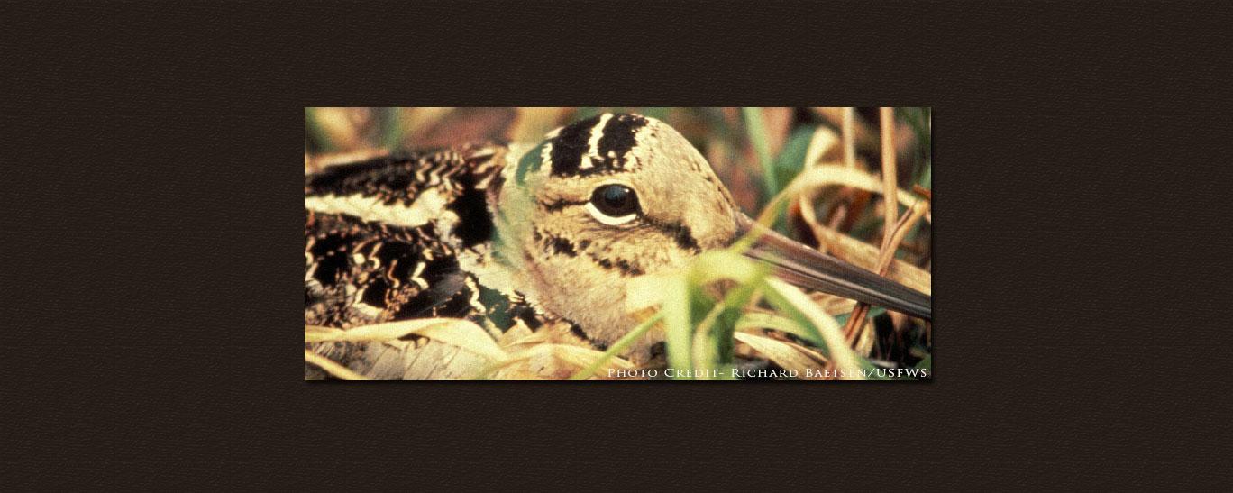 Woodcock