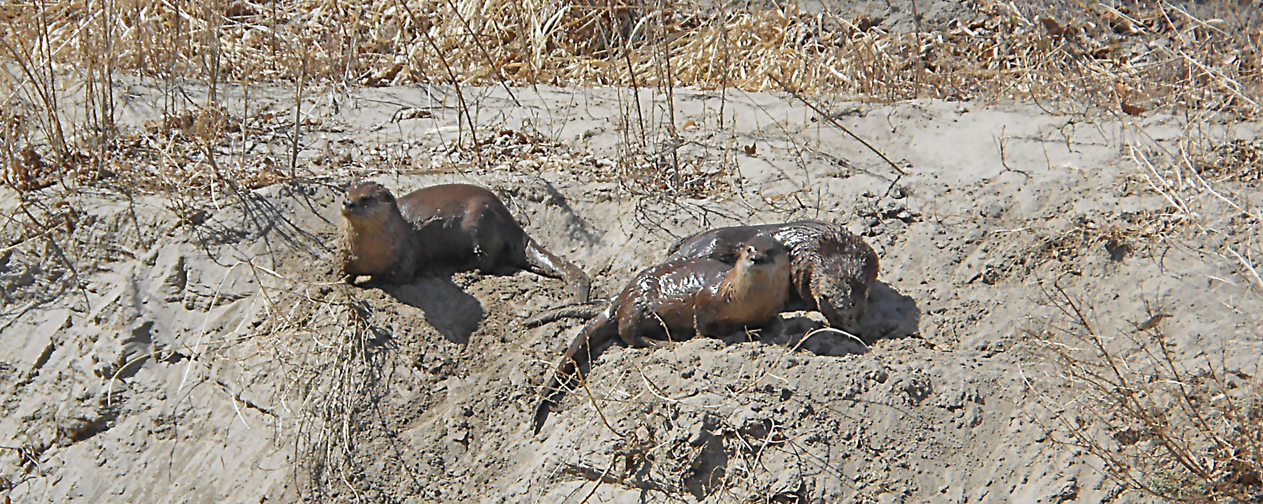 Otter on bank