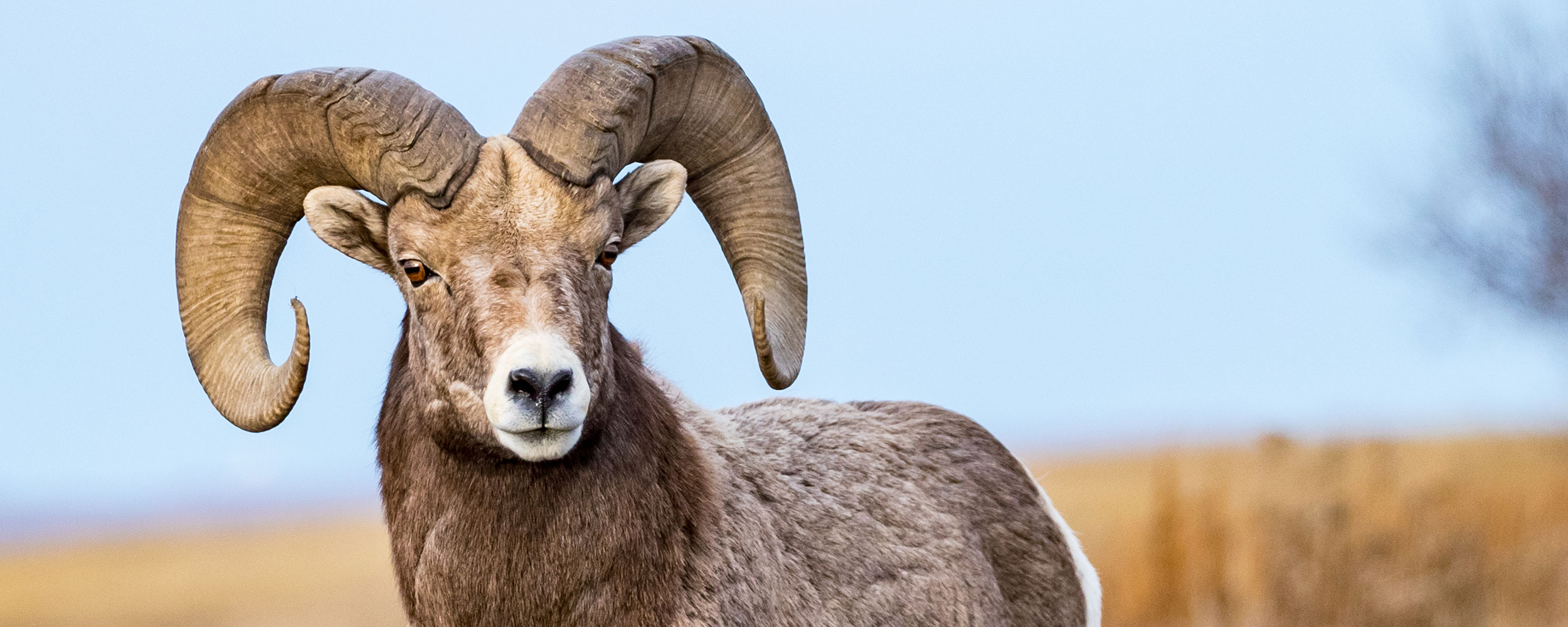Bighorn ram