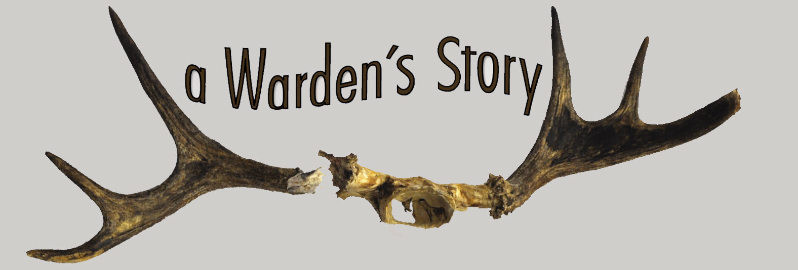 Antlers and skull from dead moose