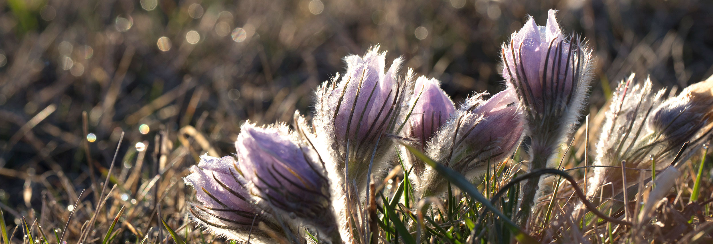 Prairie crocus