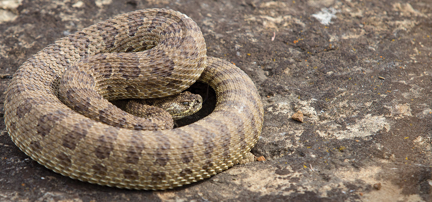 Coiled rattlesnake near den east of the Missouri River
