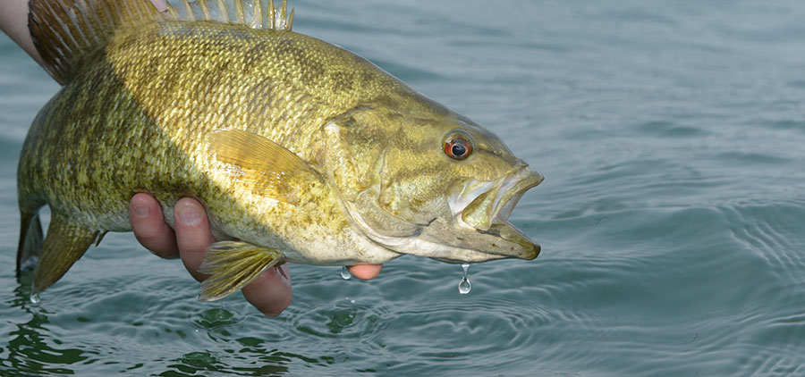 Smallmouth bass held by angler before releasing into water