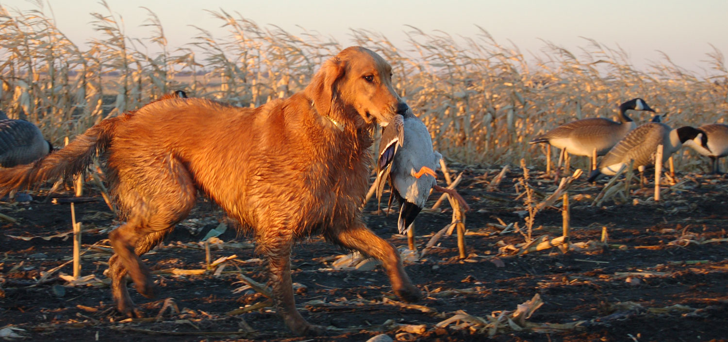 Dog carrying harvested duck