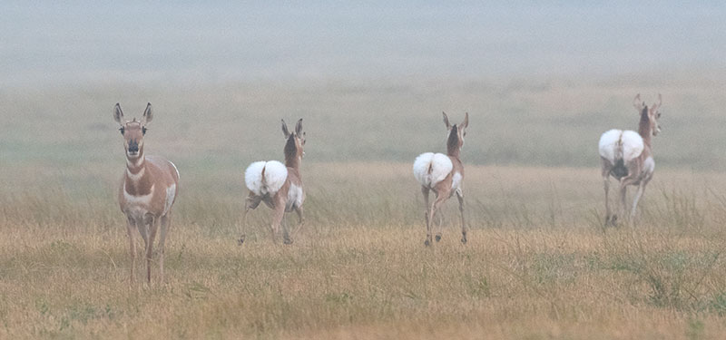 One pronghorn looking at camera with three running away into fog