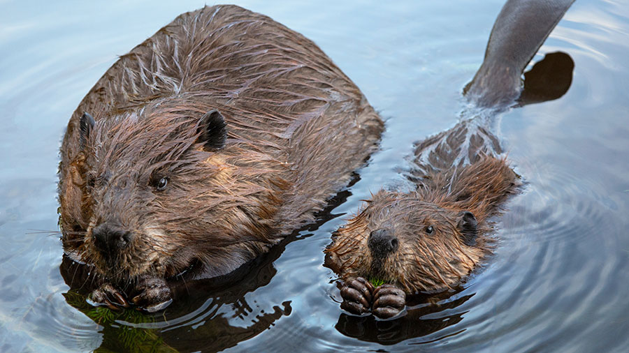 Beaver Search Beaver Caching | North Dakota Game and Fish