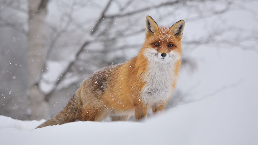 Red Fox Breeding | North Dakota Game and Fish