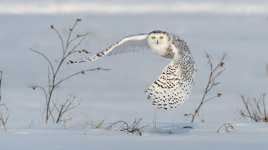 Female snowy owl flying over snow