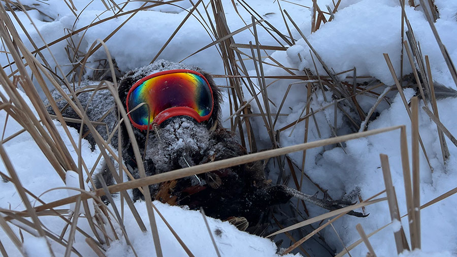 Fins in deep snow with a pheasant