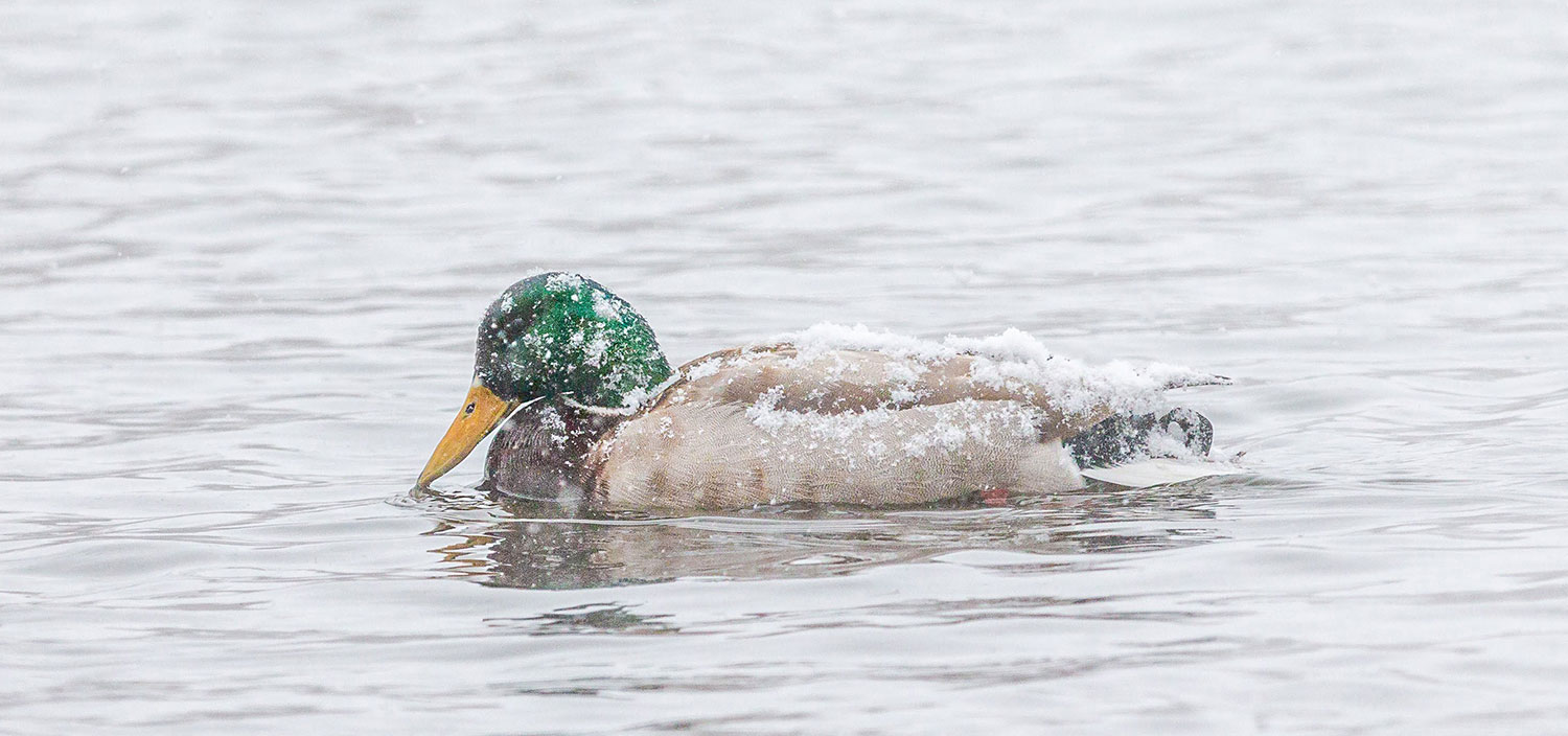 Mallard in water with snow on its back