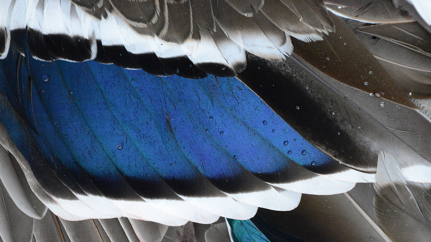 Mallard Wing