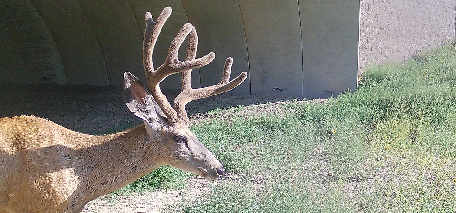 Mule deer buck in velvet using crossing