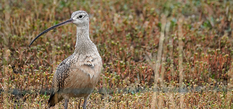 Long-billed curlew standing behind barbed wire fence
