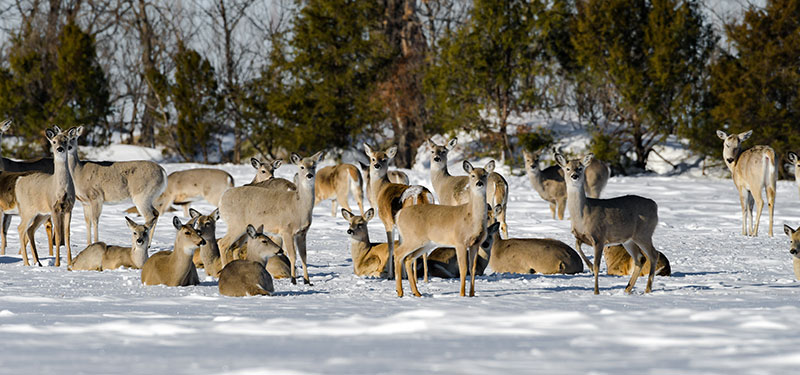 Deer herd standing and lying in snow