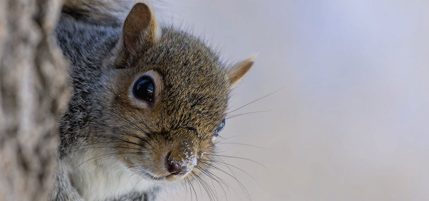 Squirrel by Chad Olson