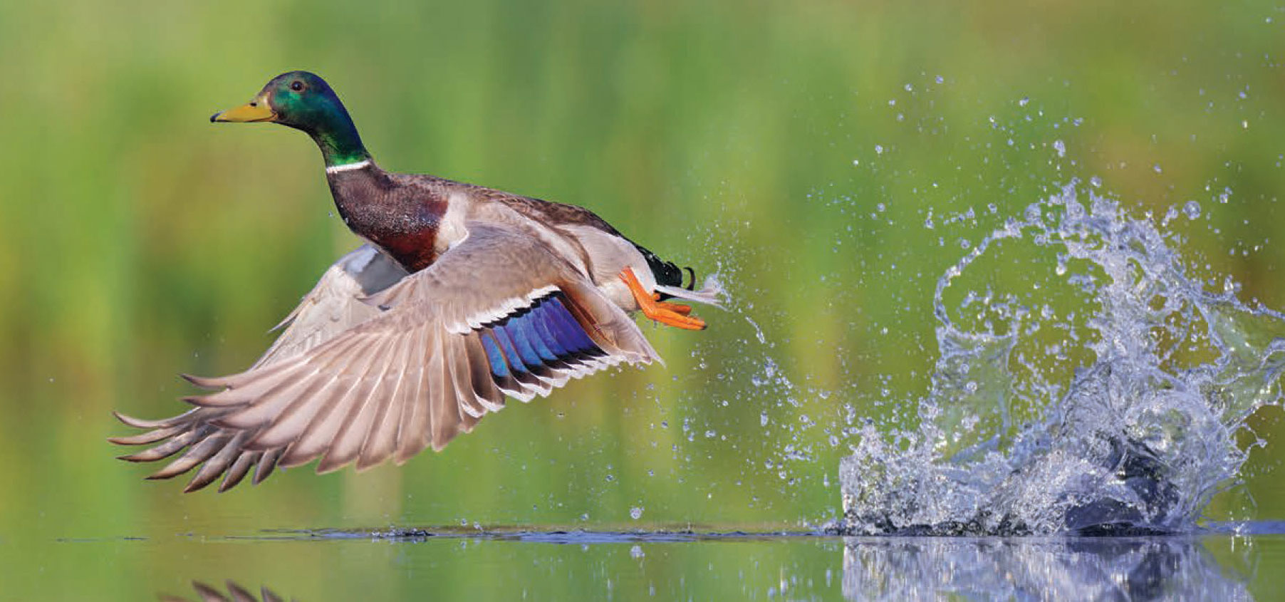 Mallard taking off by Kevin Hice