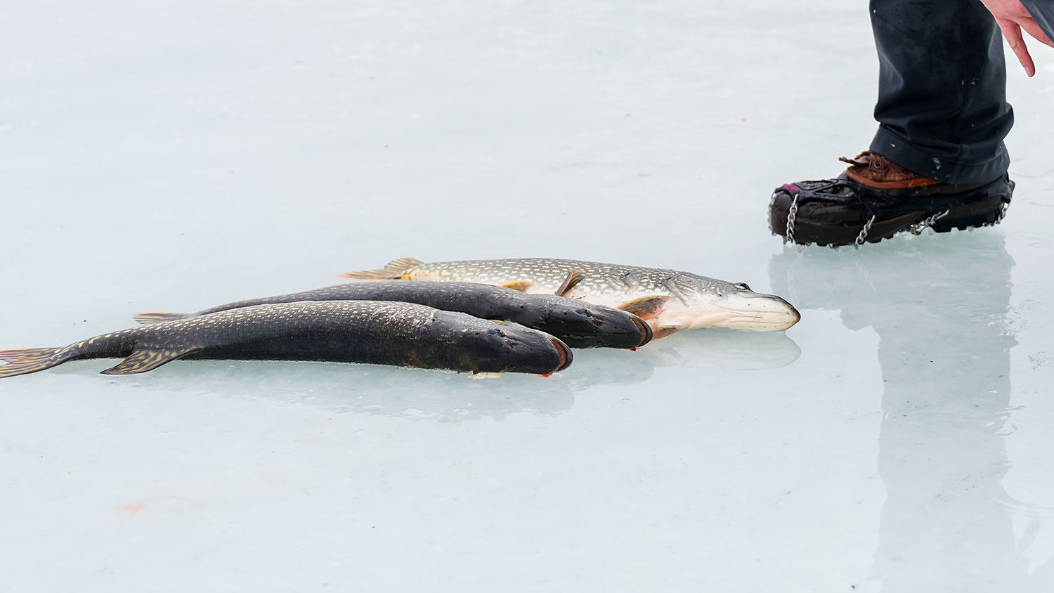 Northern pike lying on the ice