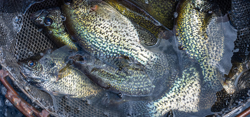 Netted crappies