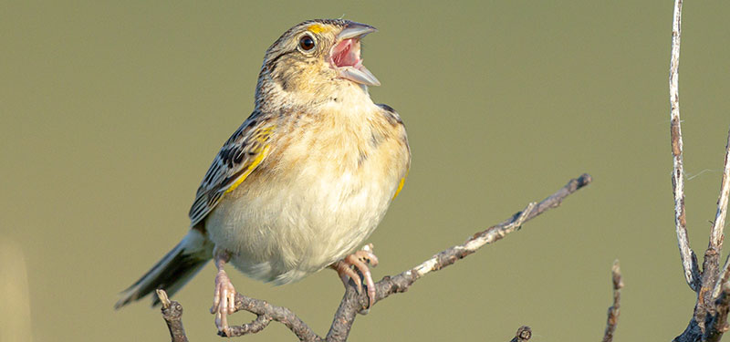 Grasshopper sparrow singing from a branch