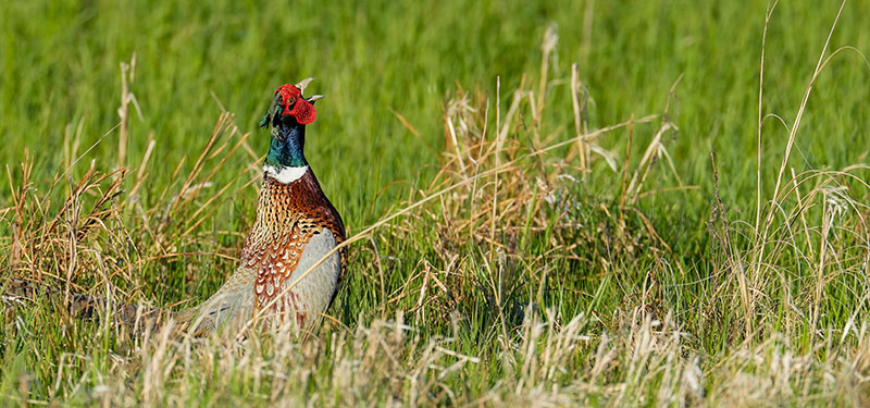 Ring-necked pheasant rooster crowing