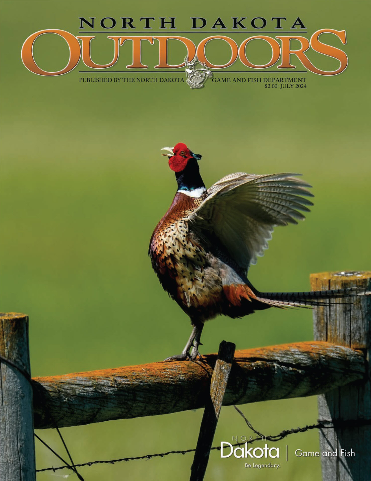 NDO July 2024 Cover - Crowing Ring-Necked Pheasant