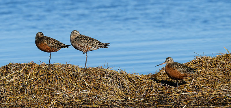 Hudsonian godwits resting by wetland during migration