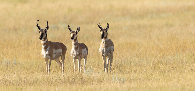 Three pronghorn on the prairie