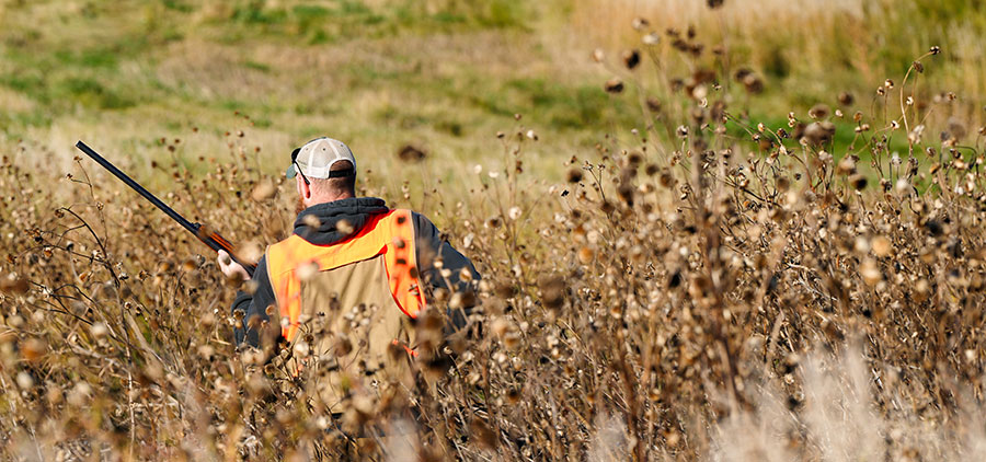 Upland game hunter in thick vegetation 