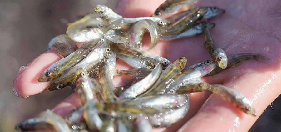 Walleye fingerlings