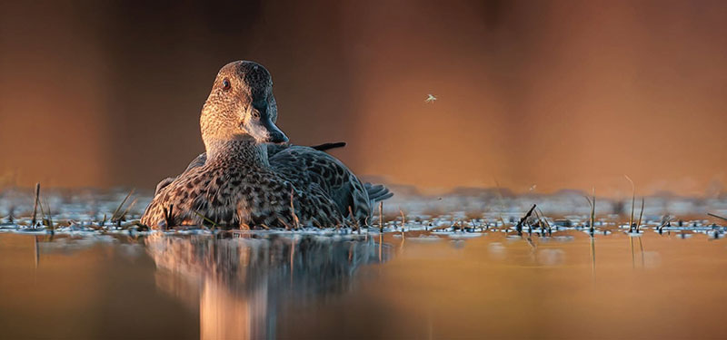 Blue-winged teal – photo by Michael Knell