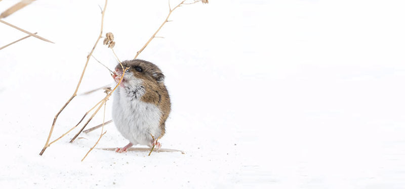 White-footed mouse – photo by Tangula Unruh