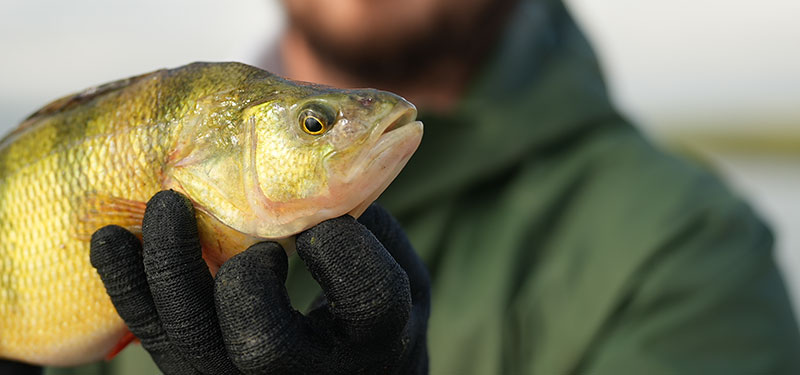 Fisheries biologist holding yellow perch