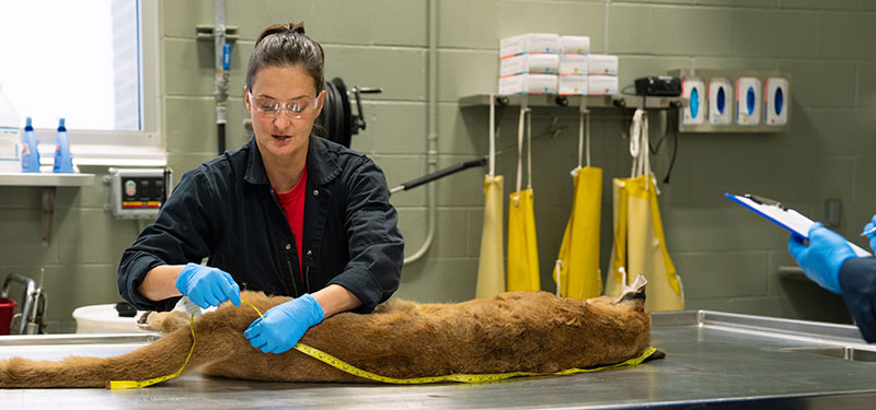 Stephanie Tucker, Game and Fish Department game management section leader, measures a mountain lion in the Department’s wildlife health lab.