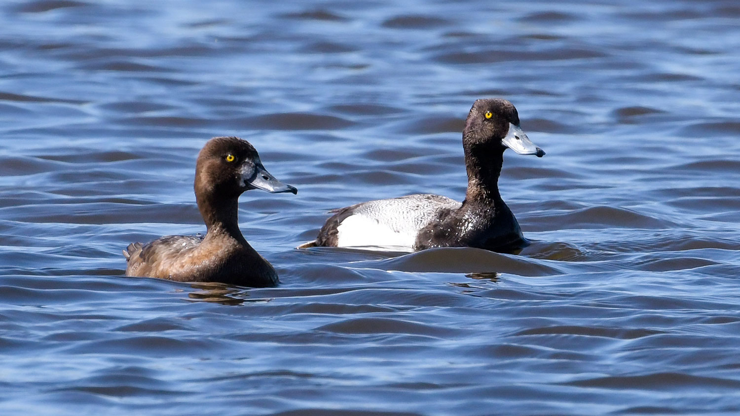 Lesser scaup pair