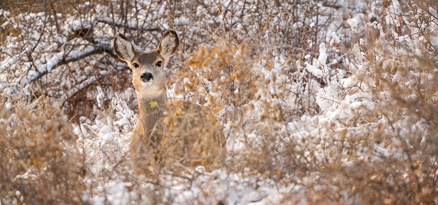 Deer in tall grass and snow