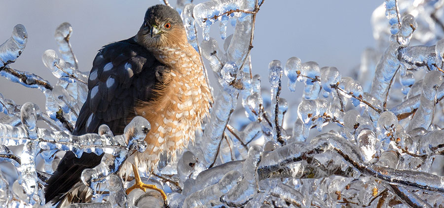 Sharp-shinned hawk taken by Sharon Watson