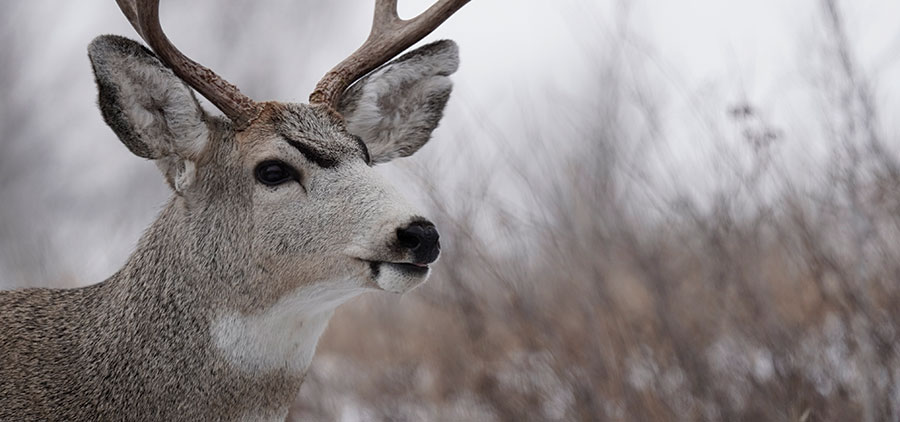 Closeup of a mule deer buck